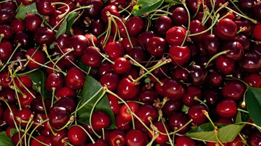 GB Has Started Exporting Cherries To China Due To Its Abundant Cherry Orchards.
