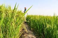 Big News for Pakistani Rice Farmers