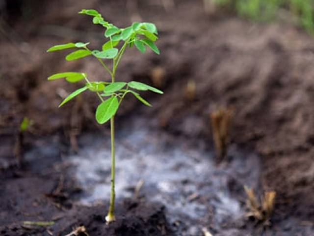 Government Mandates School Administrators to Install Tree Plantation App for Enhanced Environmental Education